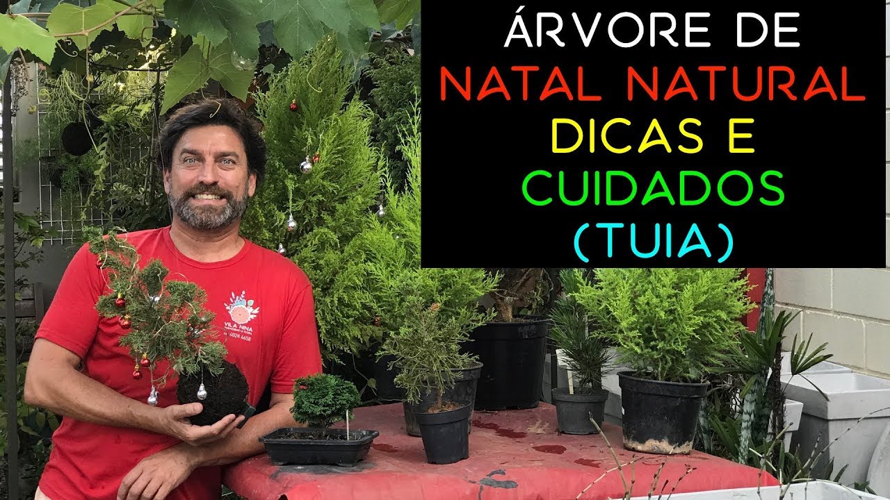 Árvore de Natal Natural Dicas e Cuidados (Tuia)