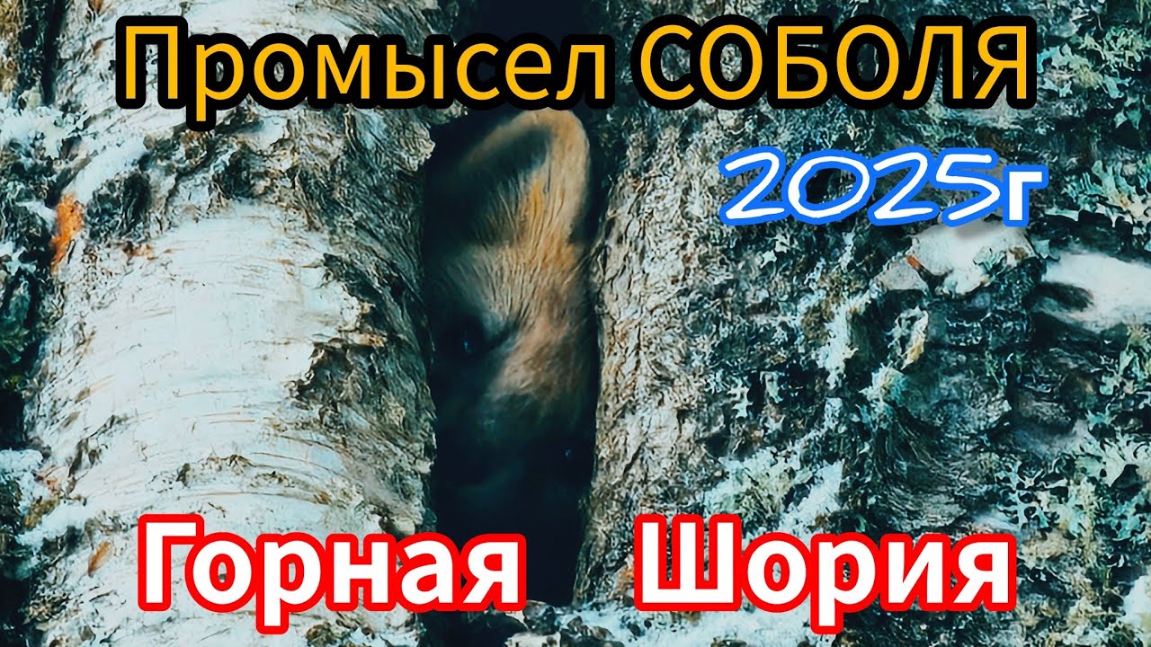 Промысел соболя в Горной Шории 2025 / Таёжный быт / Охота с  З.С.Лайкам / Зимовье