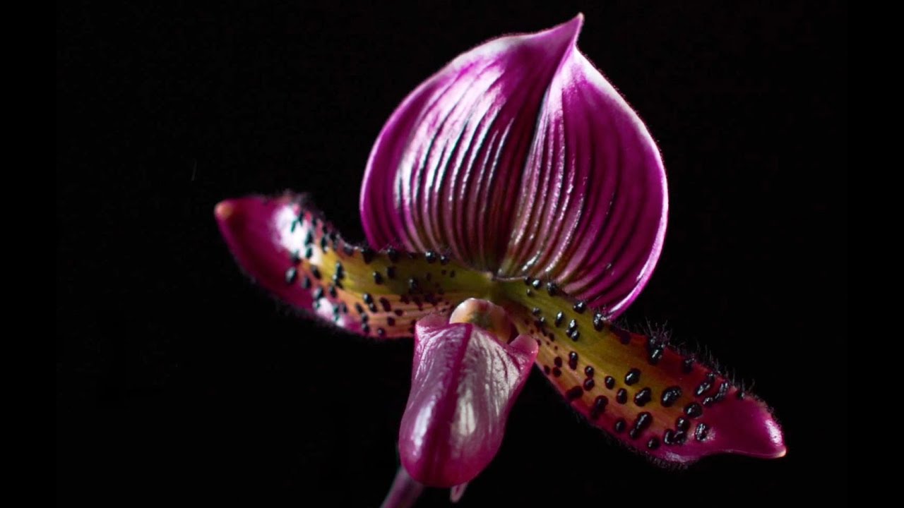 The Orchid Show