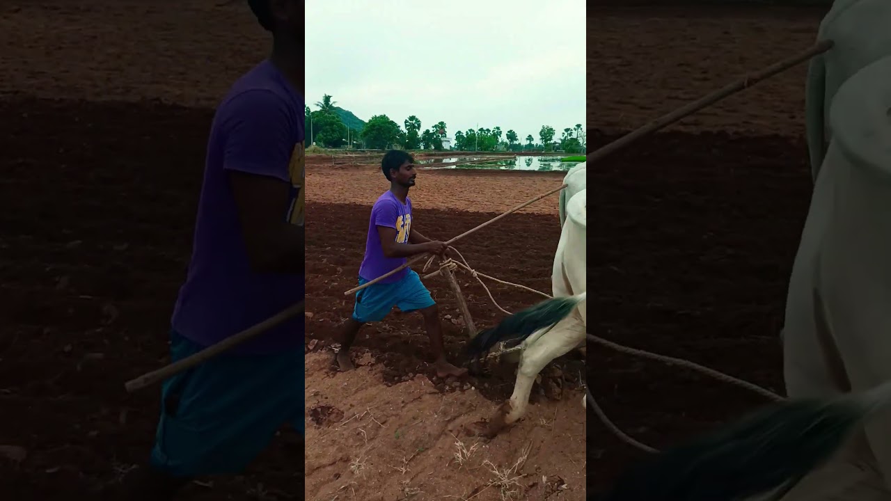 Krgsrinivas #farming #agriculture #cow #farmer