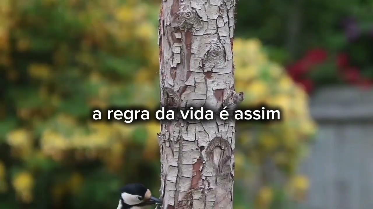 Inquilino Do Universo - Compositor: Geraldo Pires 
