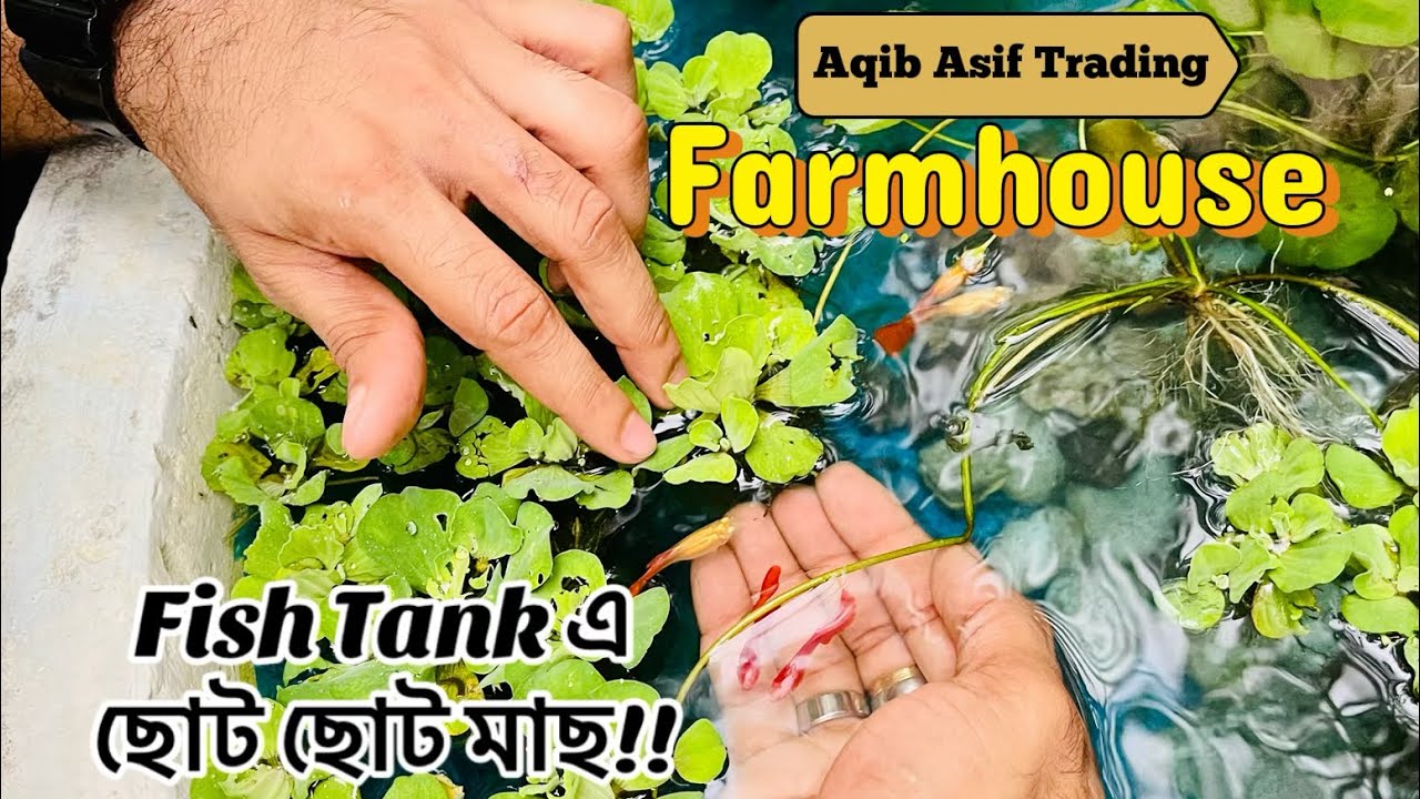 খামারের fish Tank এ দিলাম Red Moscow Guppy আর Radium Balloon Molly মাছ 😍 || Aqib Asif Trading ||