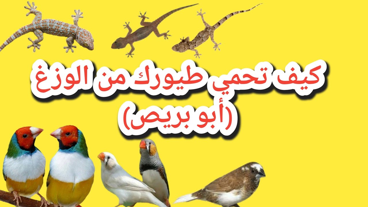 حماية الزيبرا فينش من الوزغ(أبو بريص)(@4-G040 )