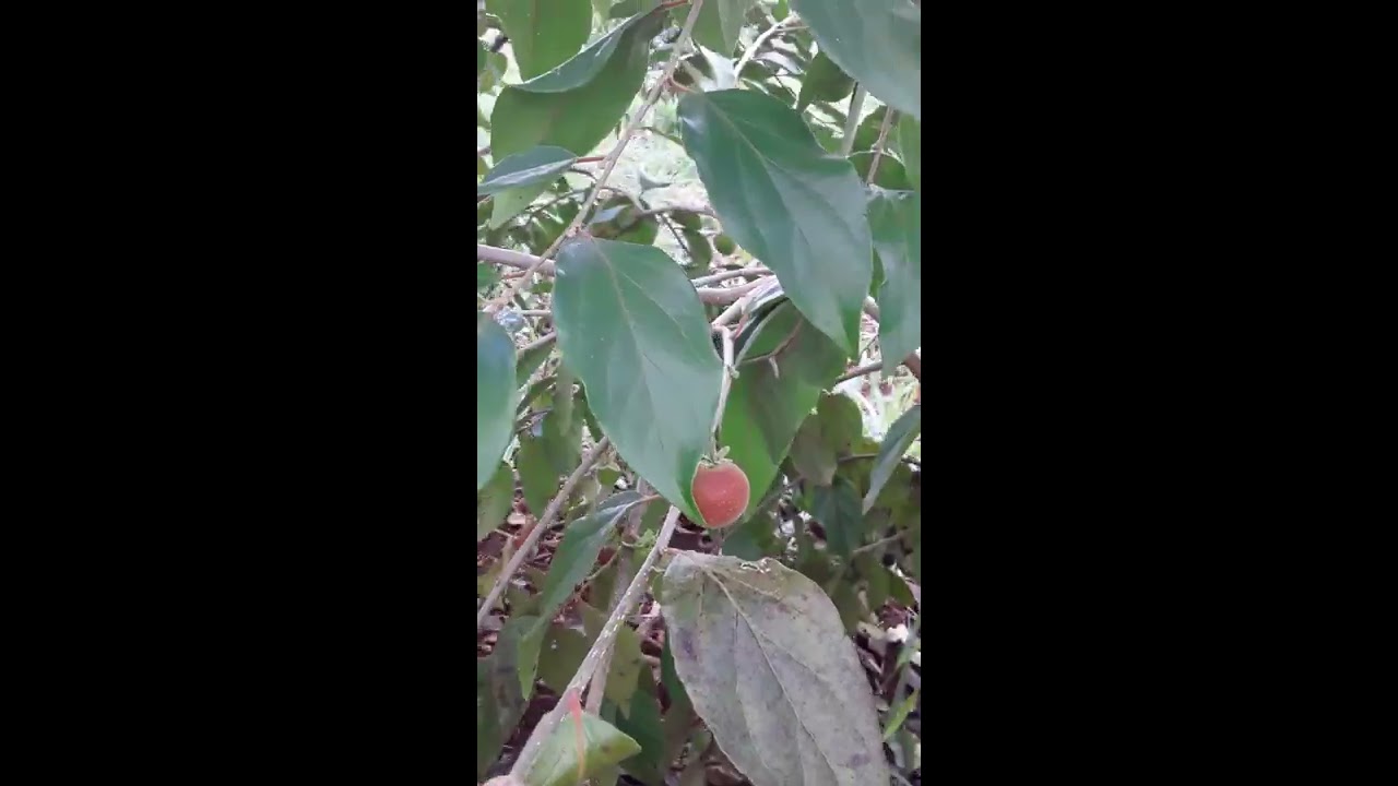 Dovyalis abyssinica.