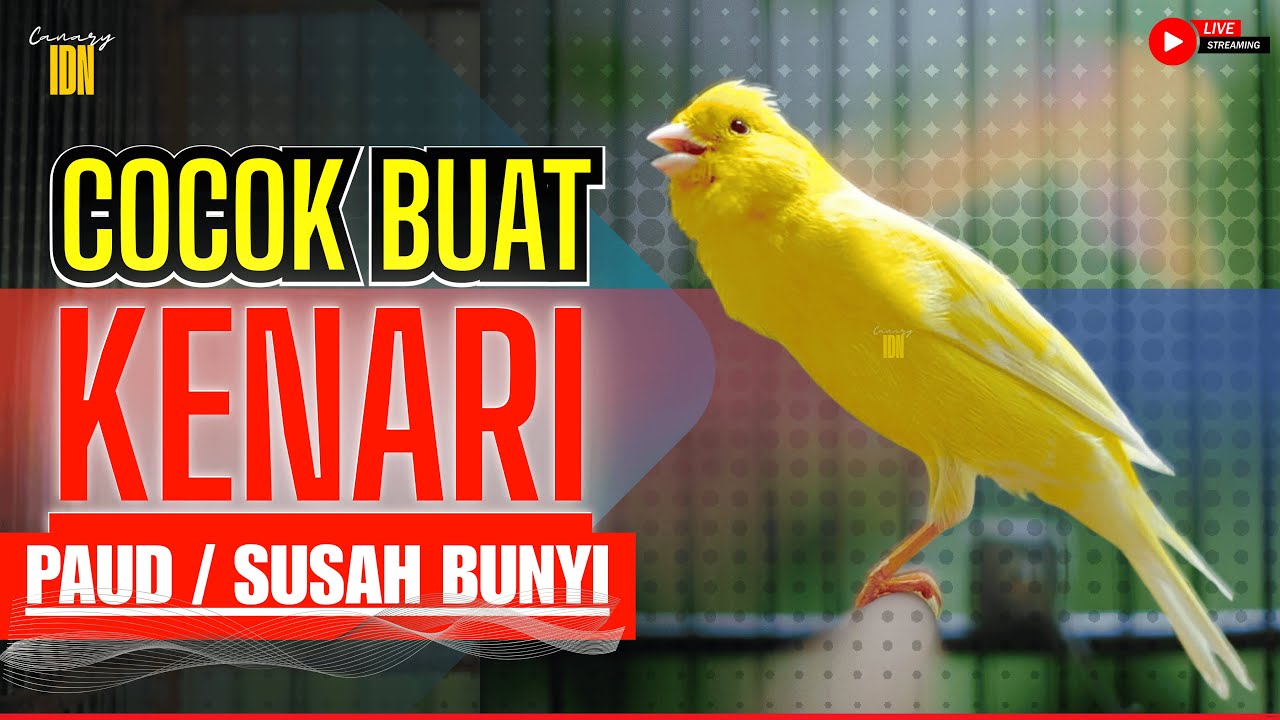 MASTERAN AMPUH KENARI GACOR PANJANG UNTUK KENARI JUARA PASTI RESPON #kenarijuara #canary #kicaumania