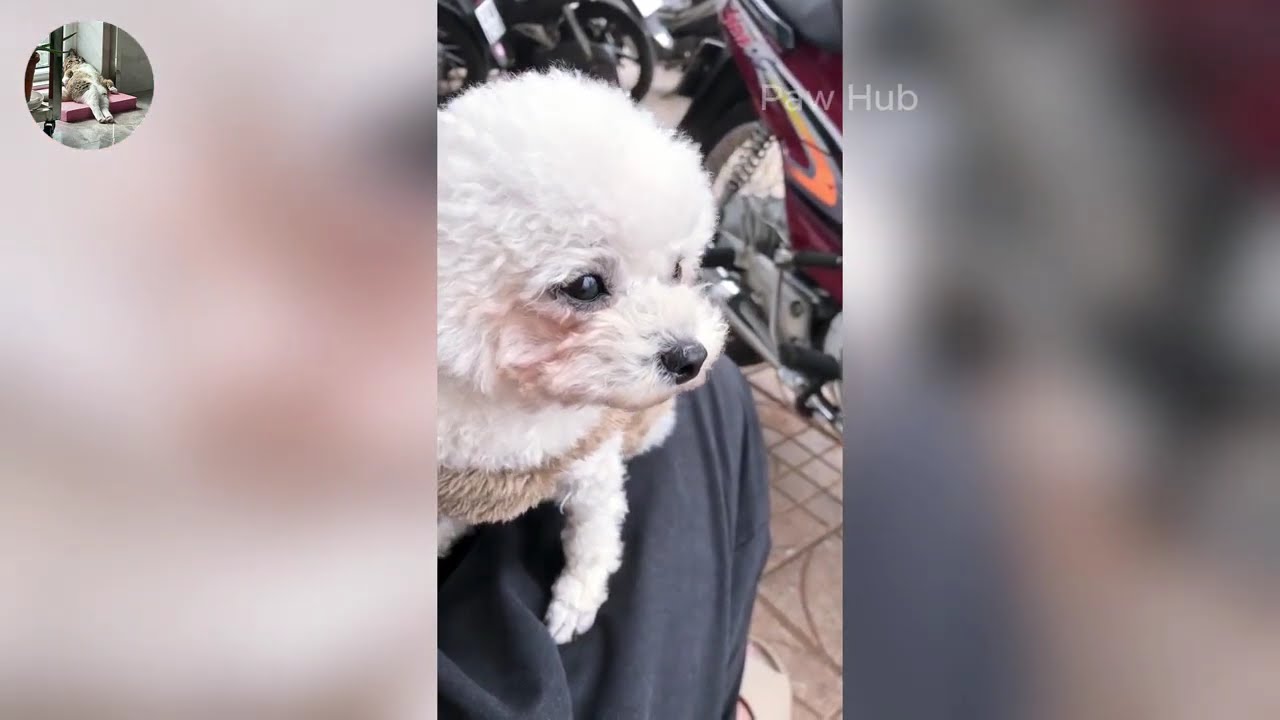 New Funniest Cats and Dogs Clips 2025😼🐶Try Not To Laugh😜 Part 59