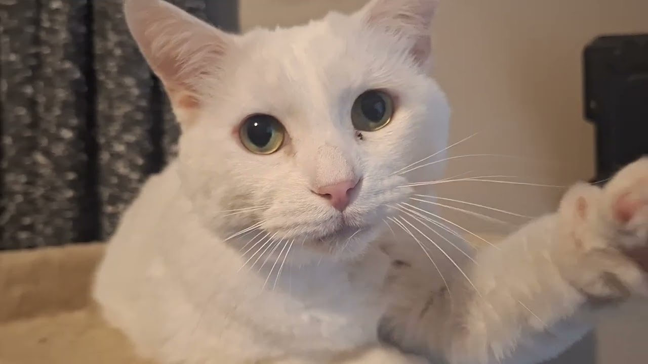Fuzz being an adorable super model kitty