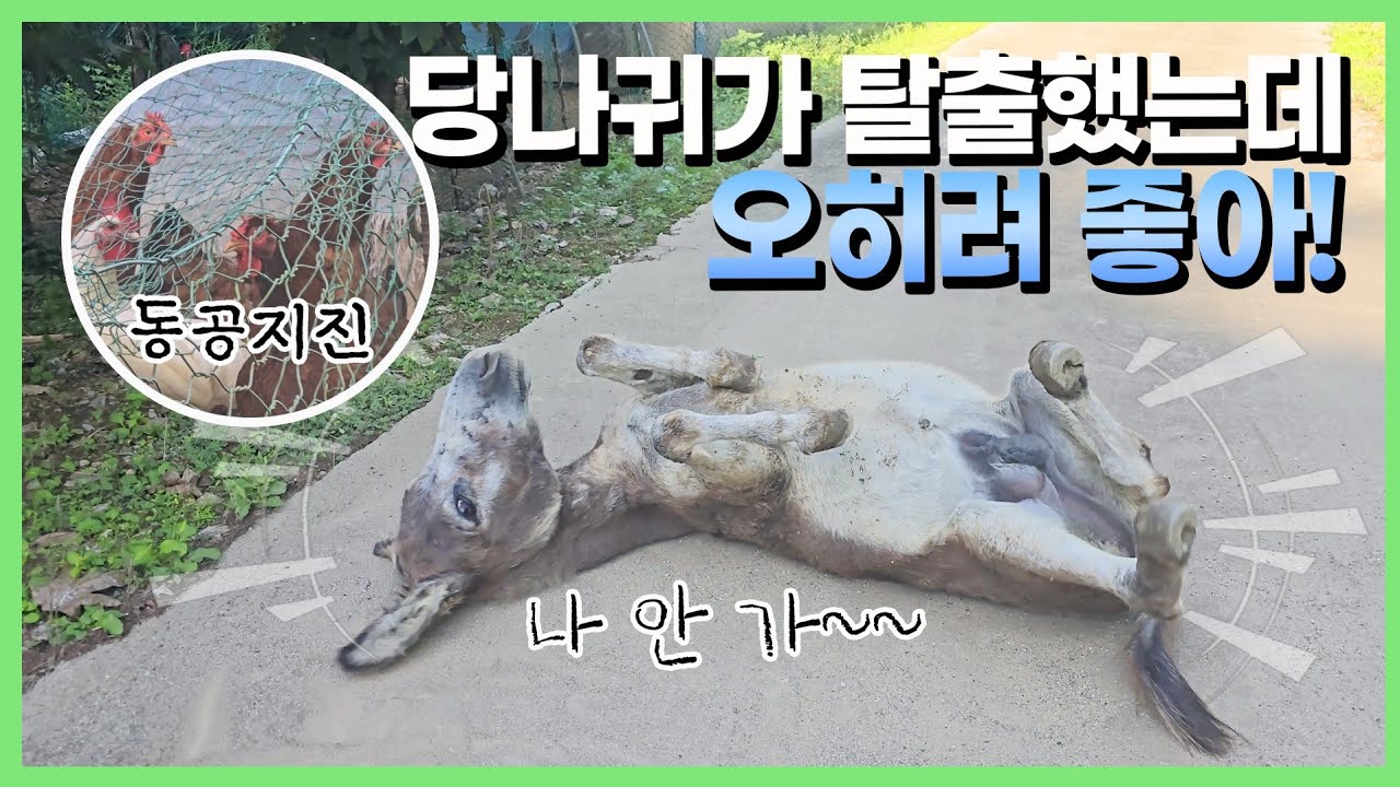 주인 건강 생각하는 효자가 따로 없네요