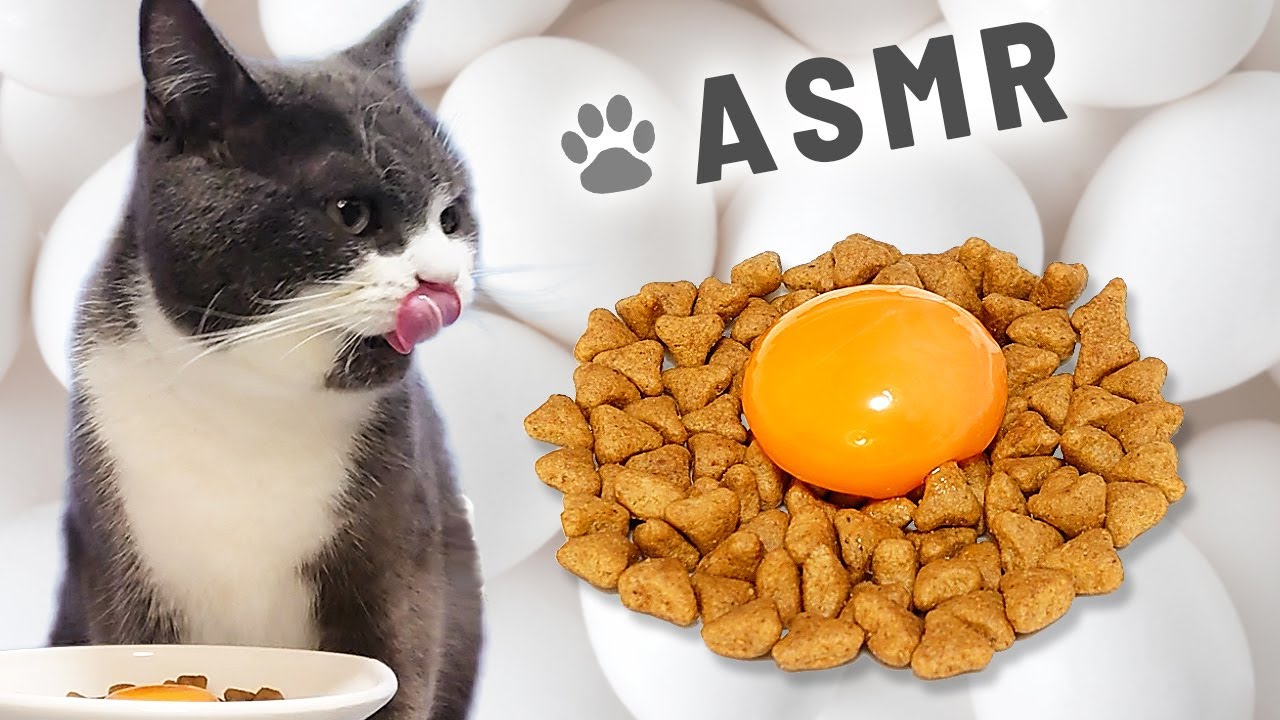 [Кошка ACMP] 🍚🥚 Лучший звук хруста! Сухая пища и сырые яйца [звук еды Кот]
