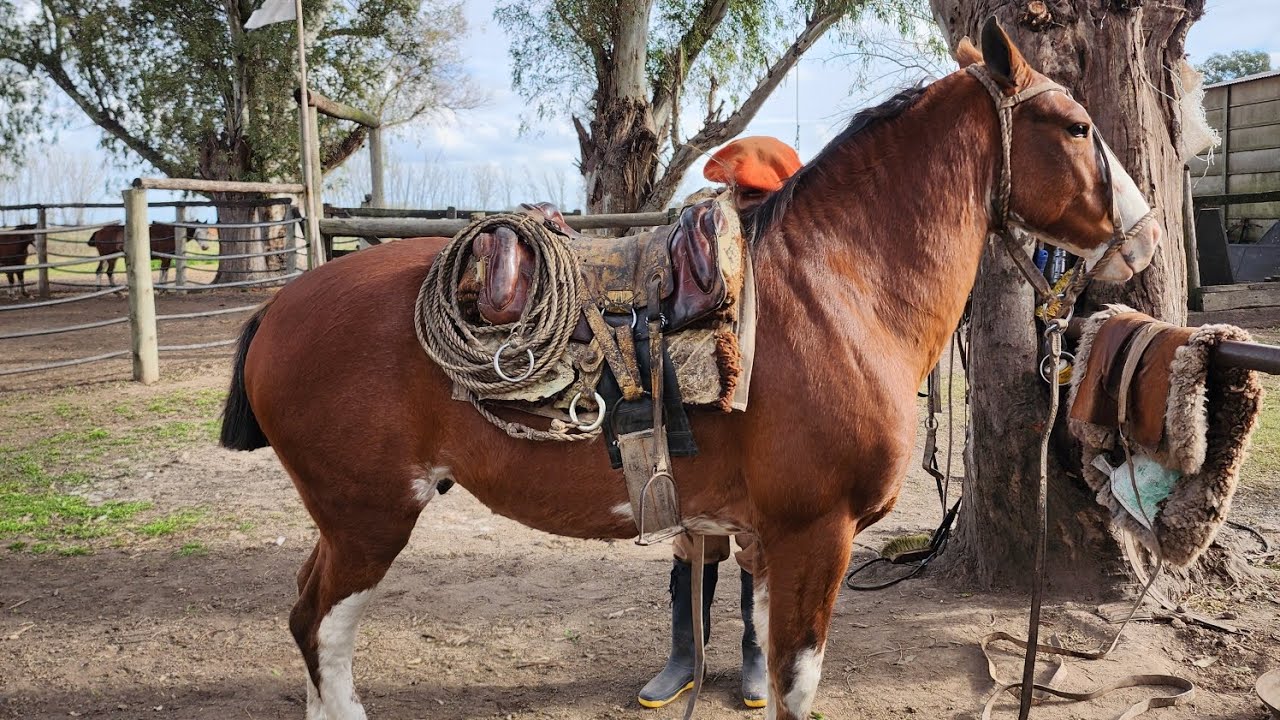 VENDIDO__petaco gaucho, nuevo, muy buen caballo para el campo $1.000.000