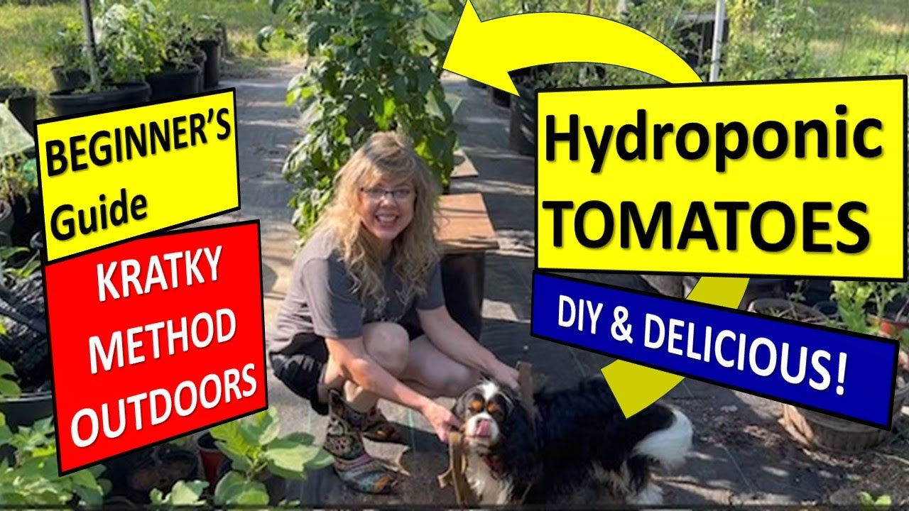 Beginner's Guide Kratky Hydroponic Tomatoes Outdoors #gardening #hydroponics #tomatoes