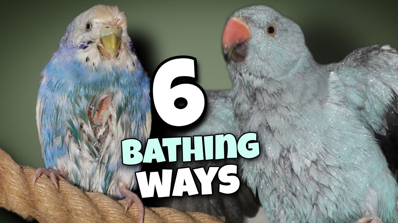 6 Simple Ways to Bathe Your Bird💦