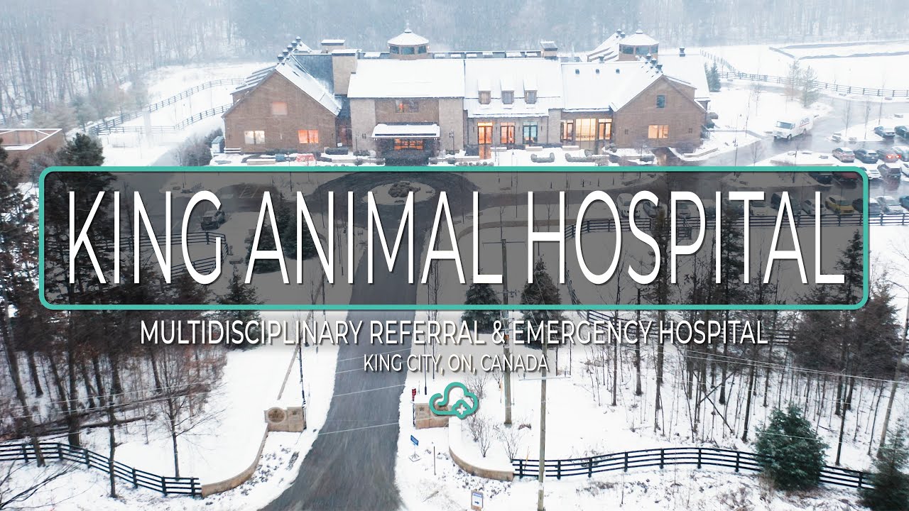 ezyVet Customer Story - King Animal Hospital, Ontario, Canada