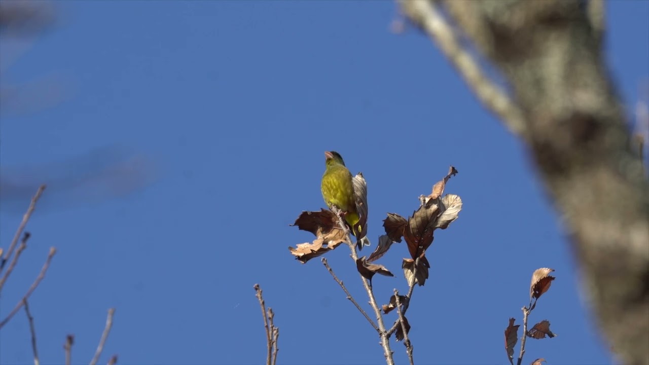 カワラヒワ独特の鳴き声