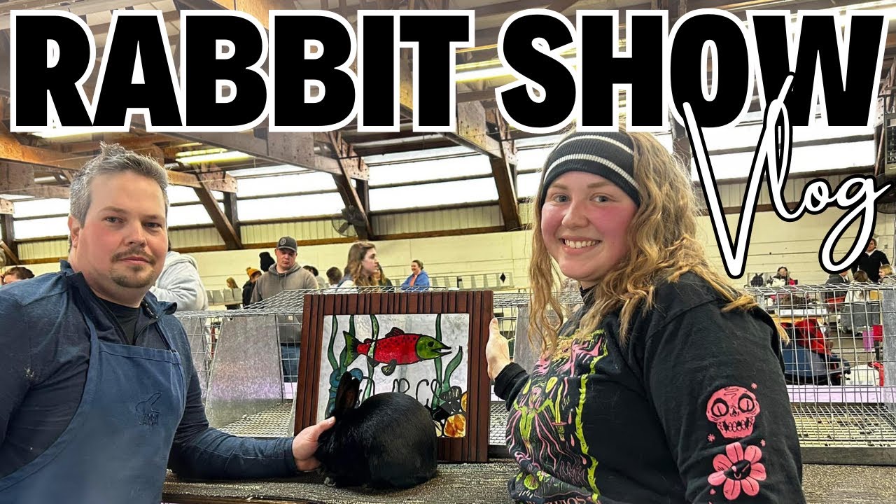 RESERVE IN SHOW!! - Risking Hypothermia for a Rabbit Show