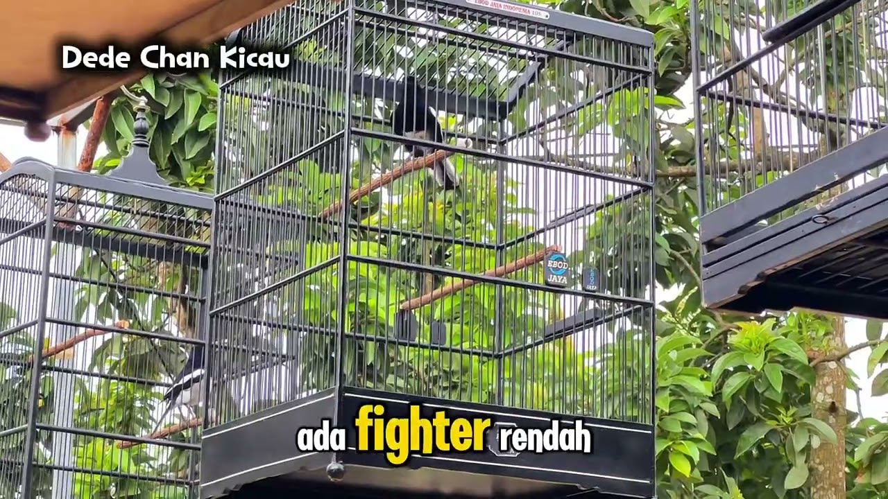 Contoh dan Solusi ‼️Kacer Over Emosi