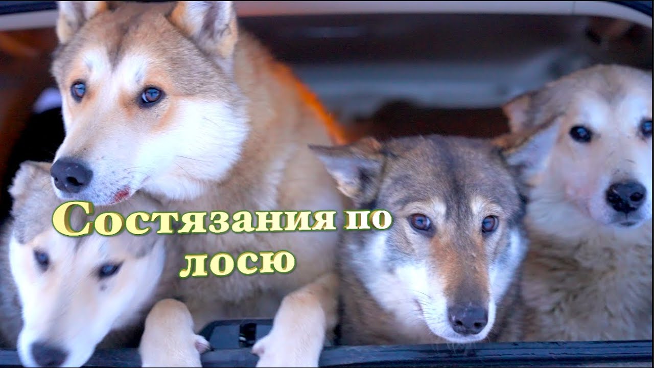 Бегаем за лосями  в Удмуртии. Иногда догоняем, но это непросто.....