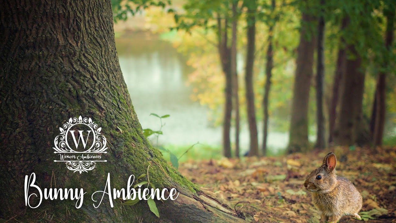 Cozy Summer Ambience and Music for Writing - Bunny