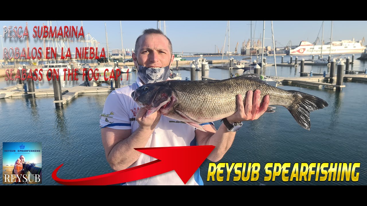 SEABASS ON THE FOG CAP.1 - ROBALOS EN LA NIEBLA - PESCA SUBMARINA - TESOROS FENICIOS
