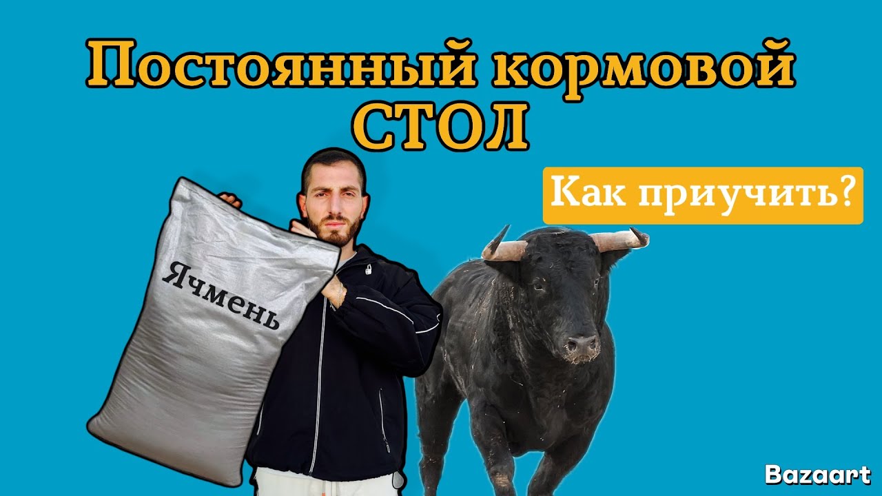 ✅ Как кормить быка для быстрого роста: простой способ приучить к постоянному кормовому столу 🐂