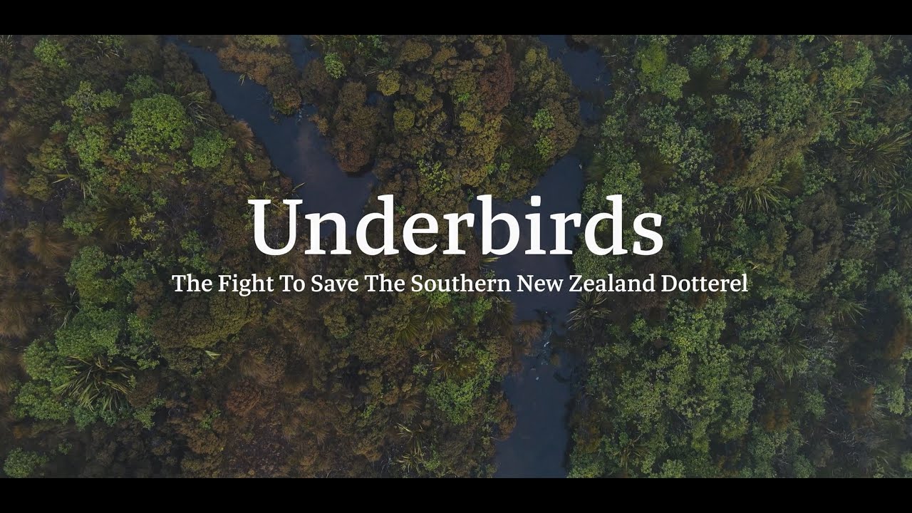 Underbirds: The Fight to Save the Southern New Zealand Dotterel by students at University of Otago.