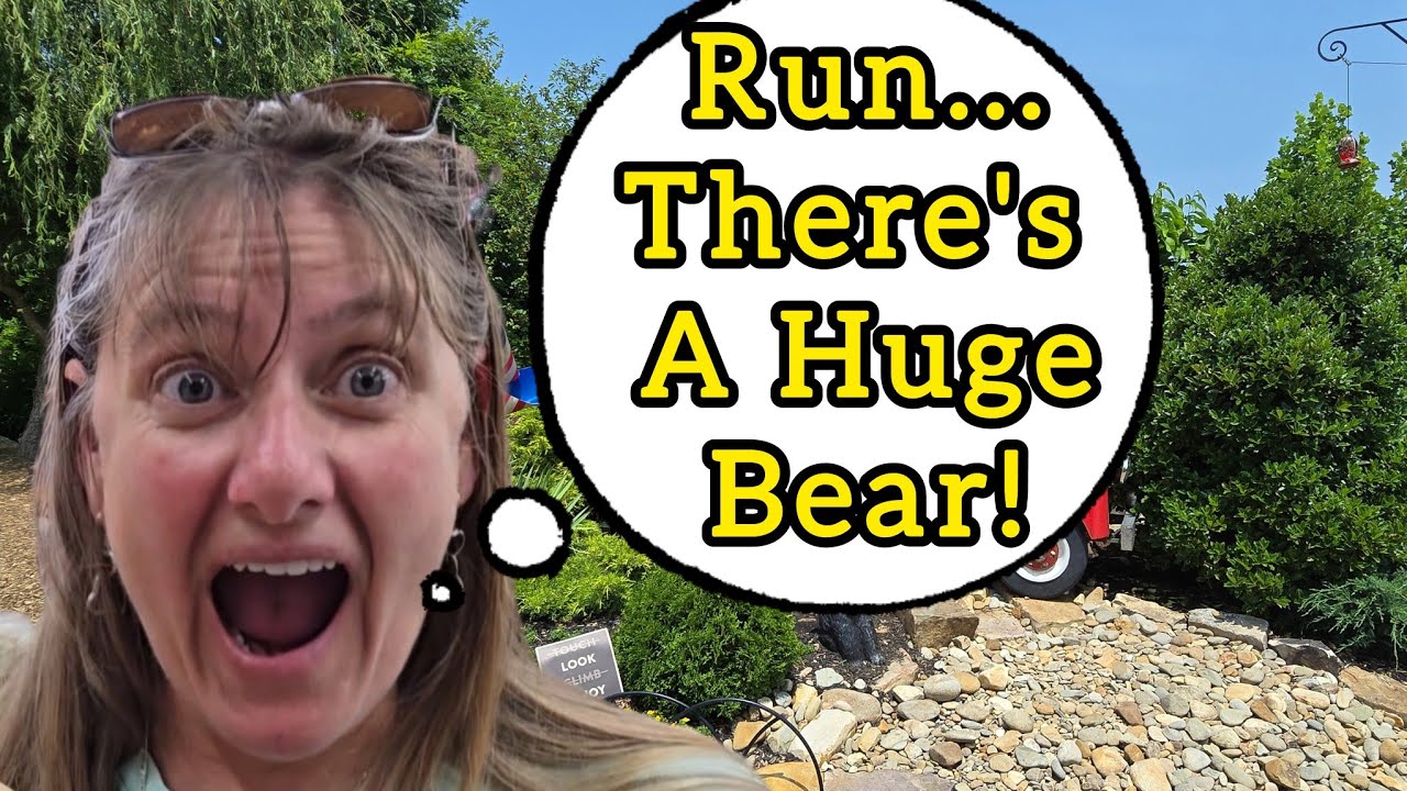 That BEAR Is Following Us! Enjoying Anakeesta In Gatlinburg