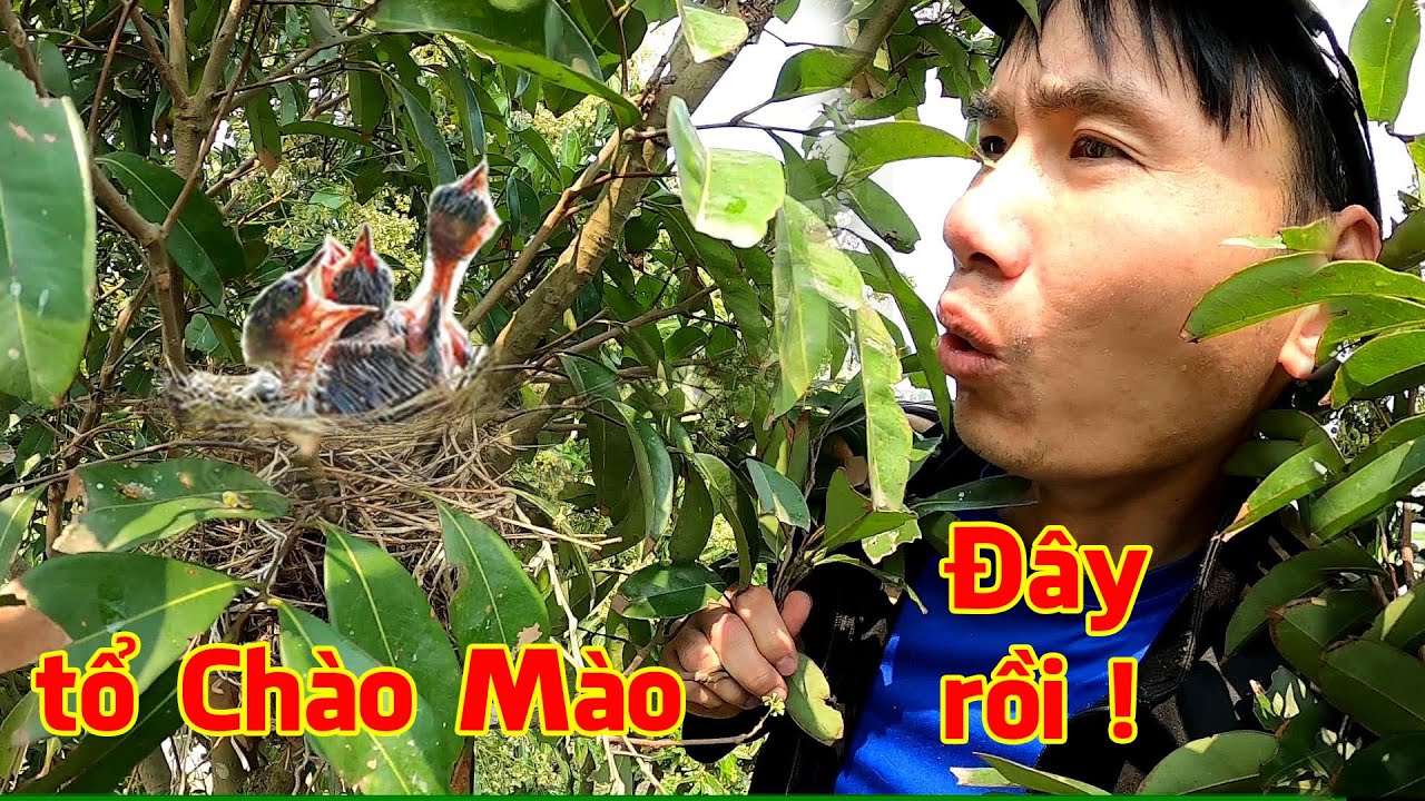 Đi tìm Tổ Chim đầu mùa, quá nhiều Tổ Chim đẹp