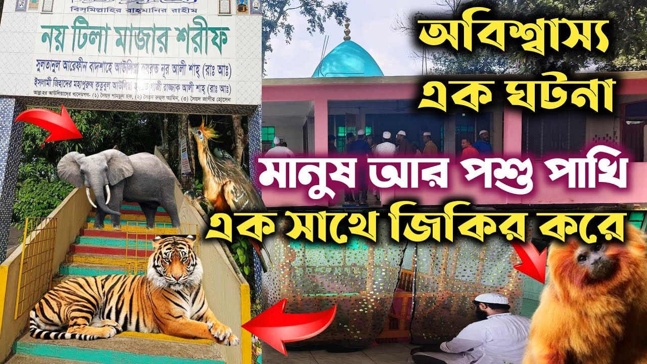 নয় টিলা মাজারে ঘটে অবিশ্বাস্য সব ঘটনা। মানুষ আর পশু পাখি একসাথে ইবাদত করে।