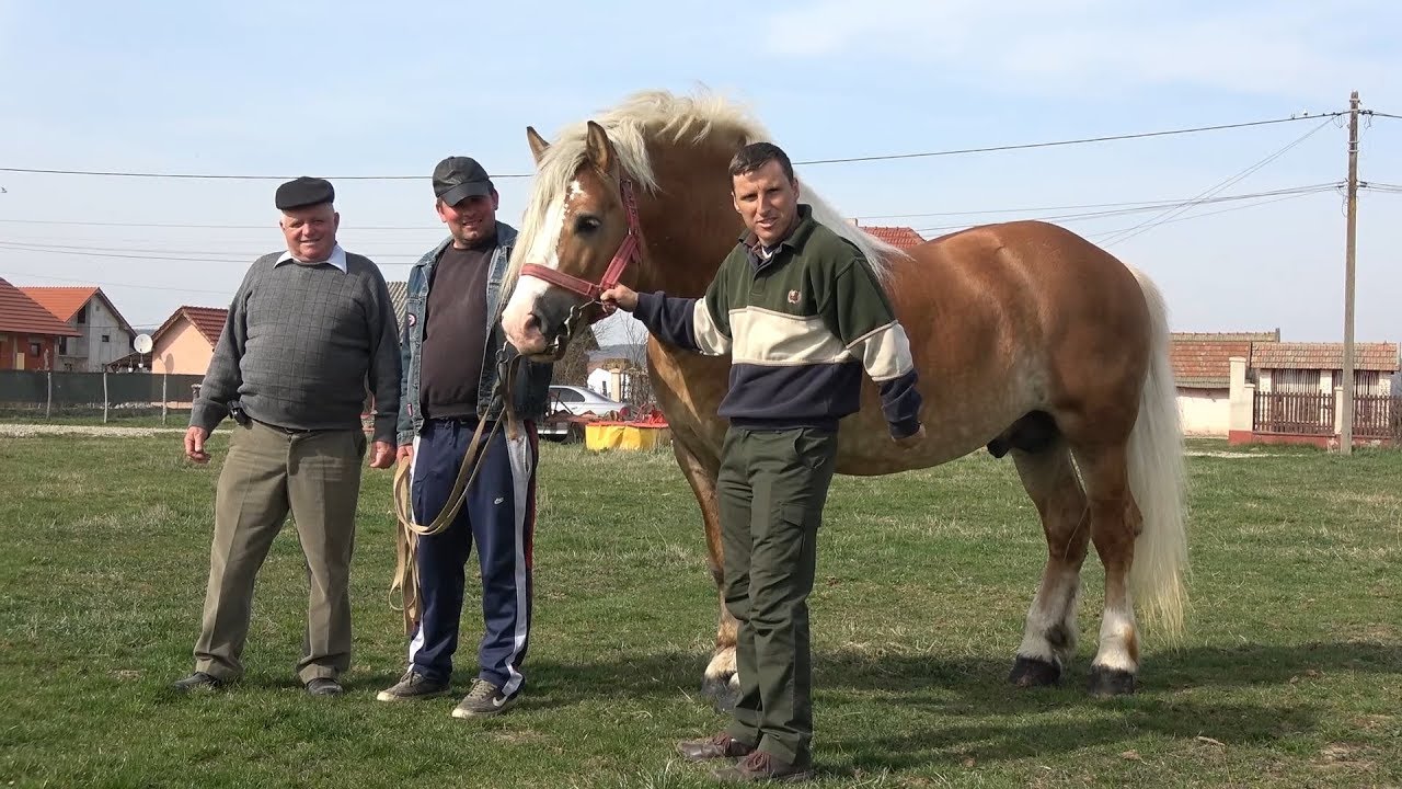 Armasarul Tyson |  Cu domnii Berbescu in vizita la Fughiu, Bihor - 2019 Nou !!!