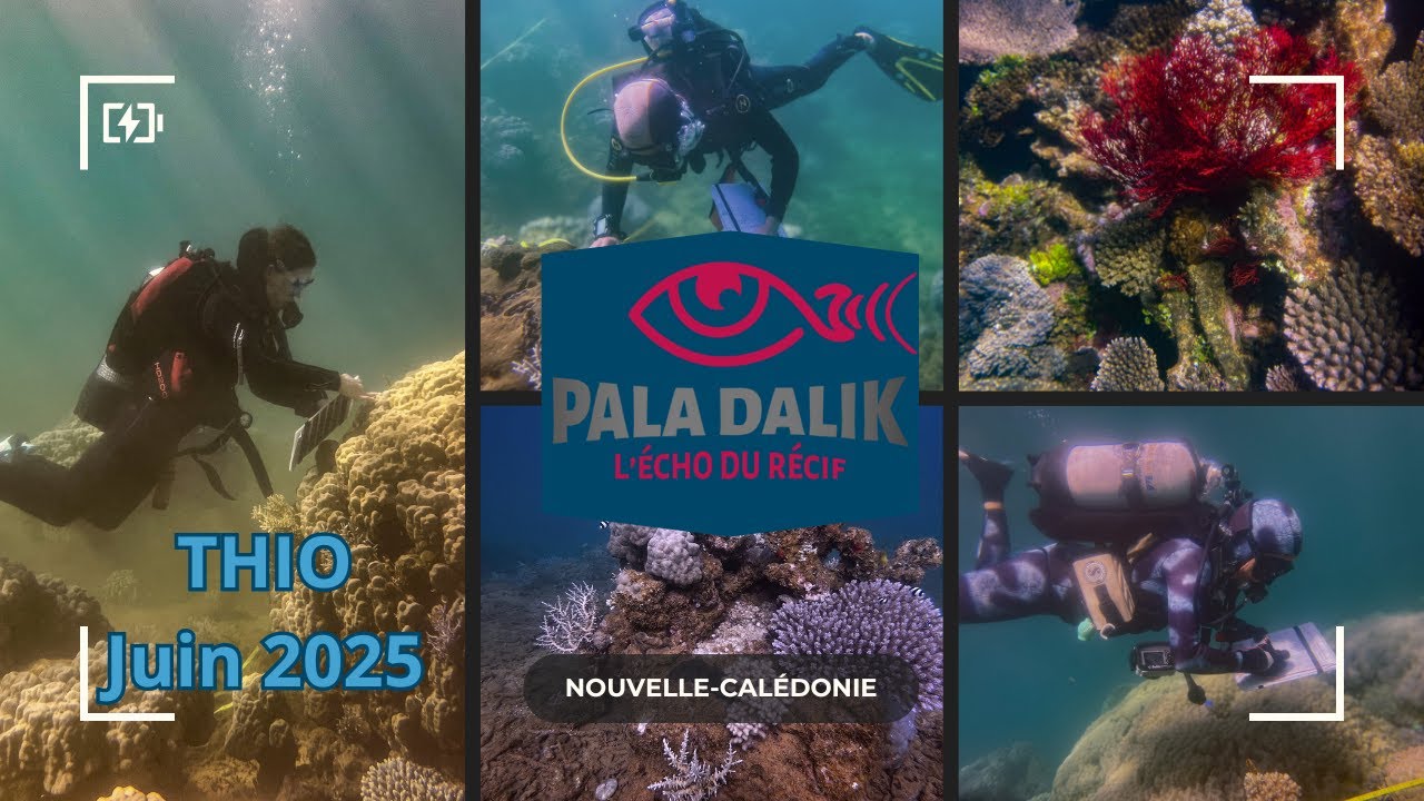 Pala dalik Thio (Nouvelle-Calédonie) Juin 2025