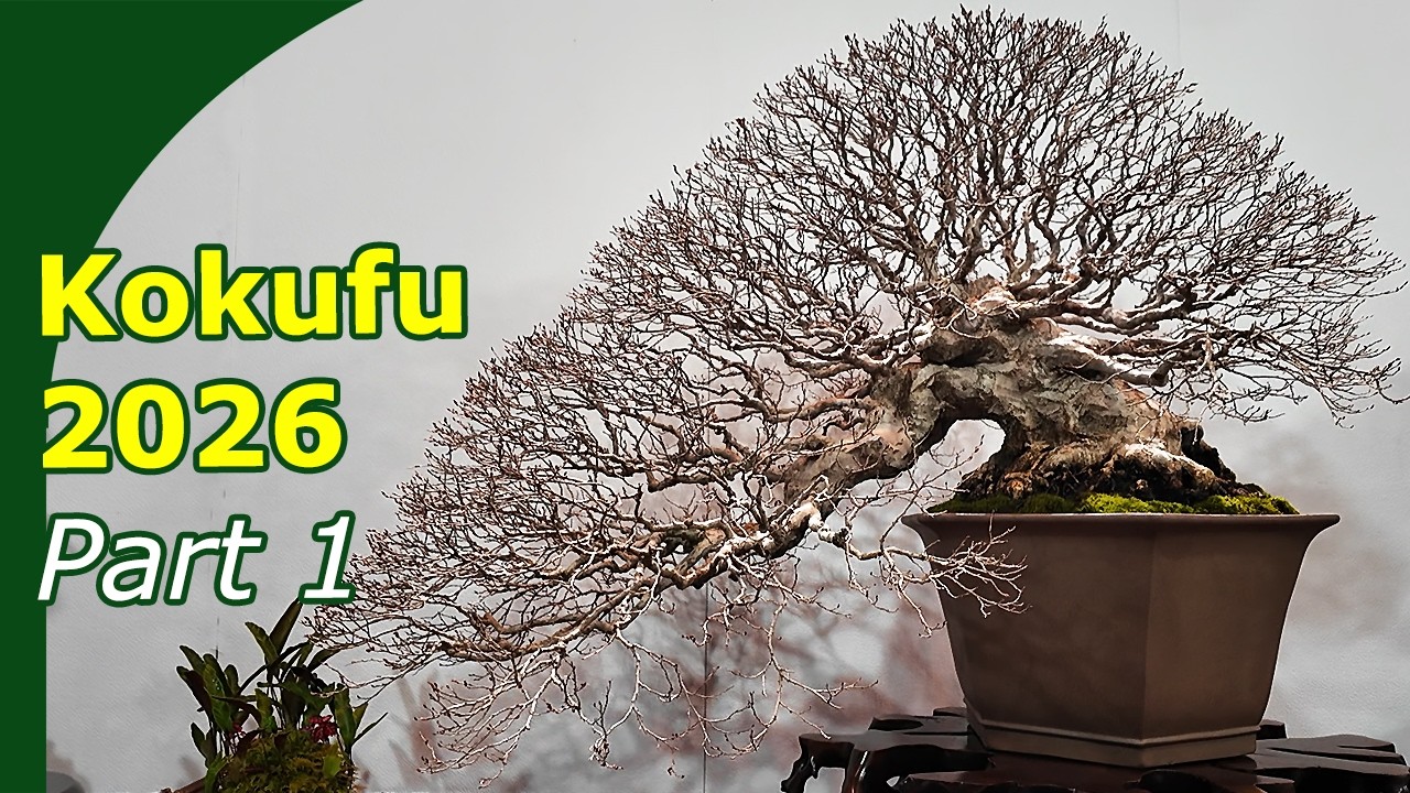 Kokufu ten Japans Best Bonsai (first show) #bonsaijapan