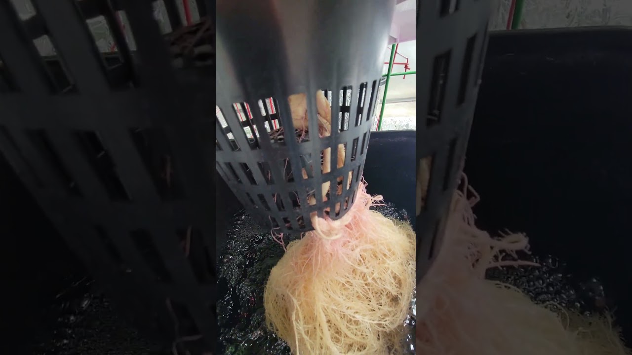 Current Culture Hydroponic System No Media