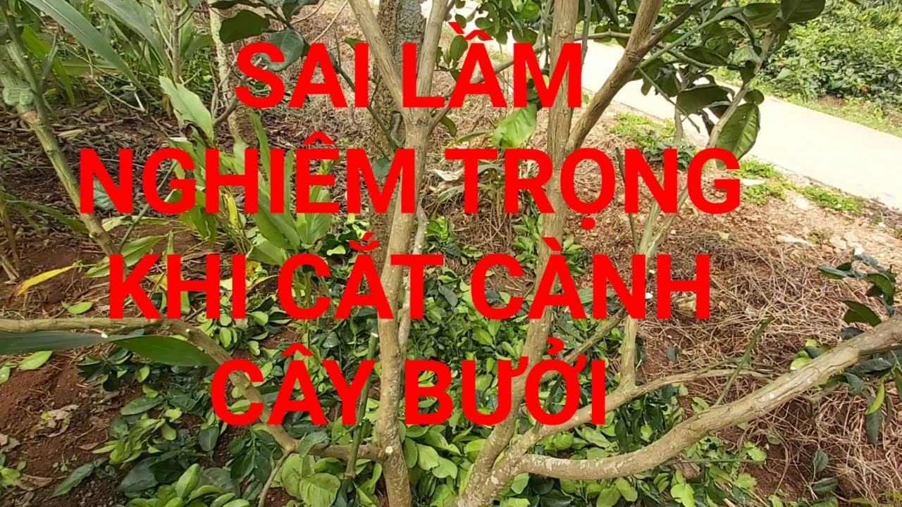 Sai lầm nghiêm trọng khi cách cắt tỉa cành Bưởi ai cũng phải biết.