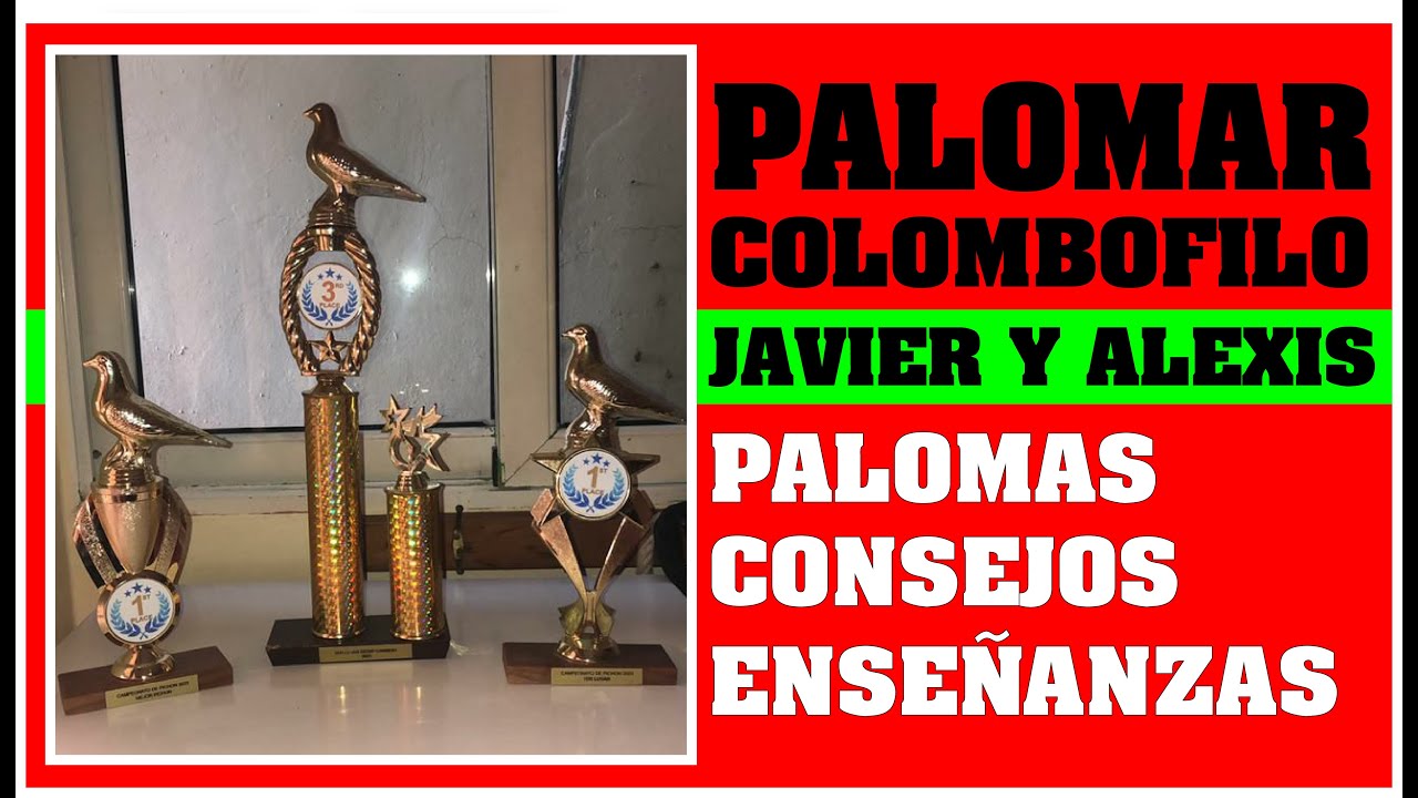 Palomar de los Colombófilos LAZARO y ALEXIS. Mensajeras con resultados.