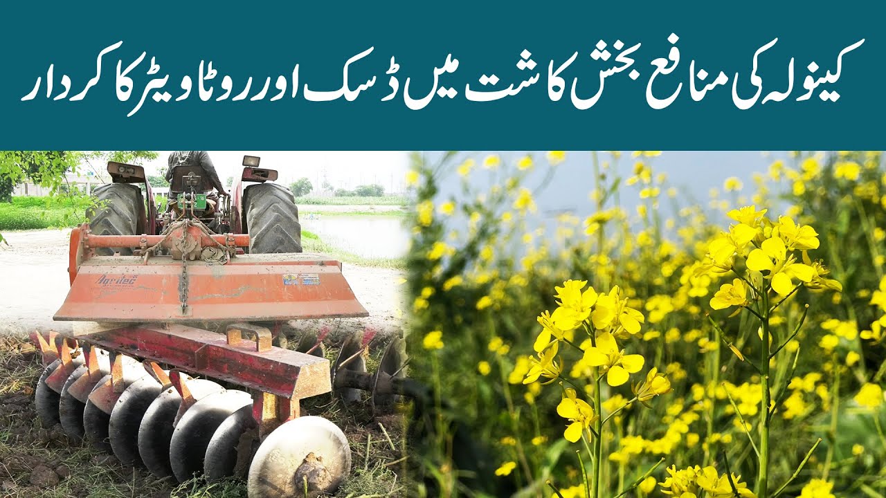 Disc or Rotavator se Canola Ki Kasht  | AL Ghazi 480 Tractor
