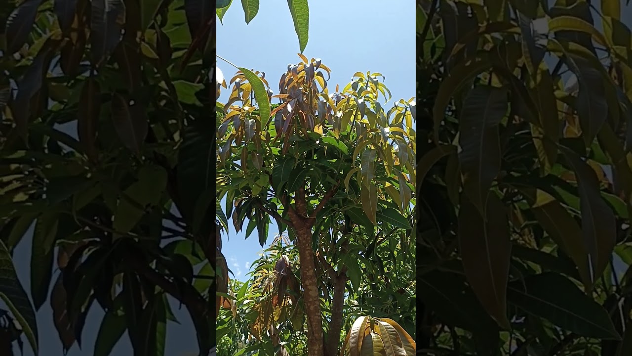 Hojas de mango, &iquest;para qu&eacute; sirven?
