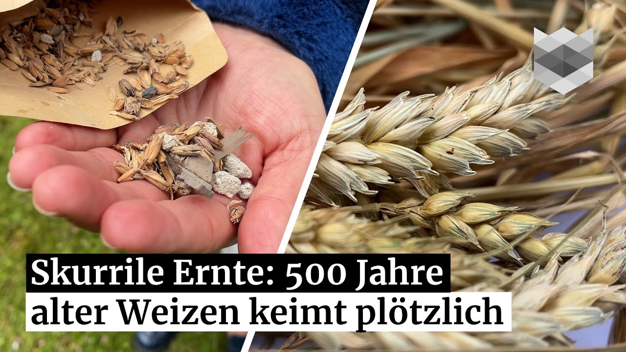 Kuriose Getreide-Ernte: Weizen aus dem Mittelalter keimt