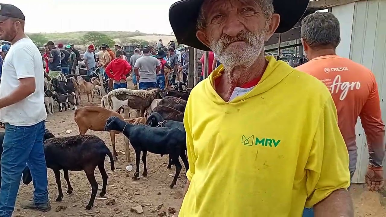 Tabira pe feira de animais 