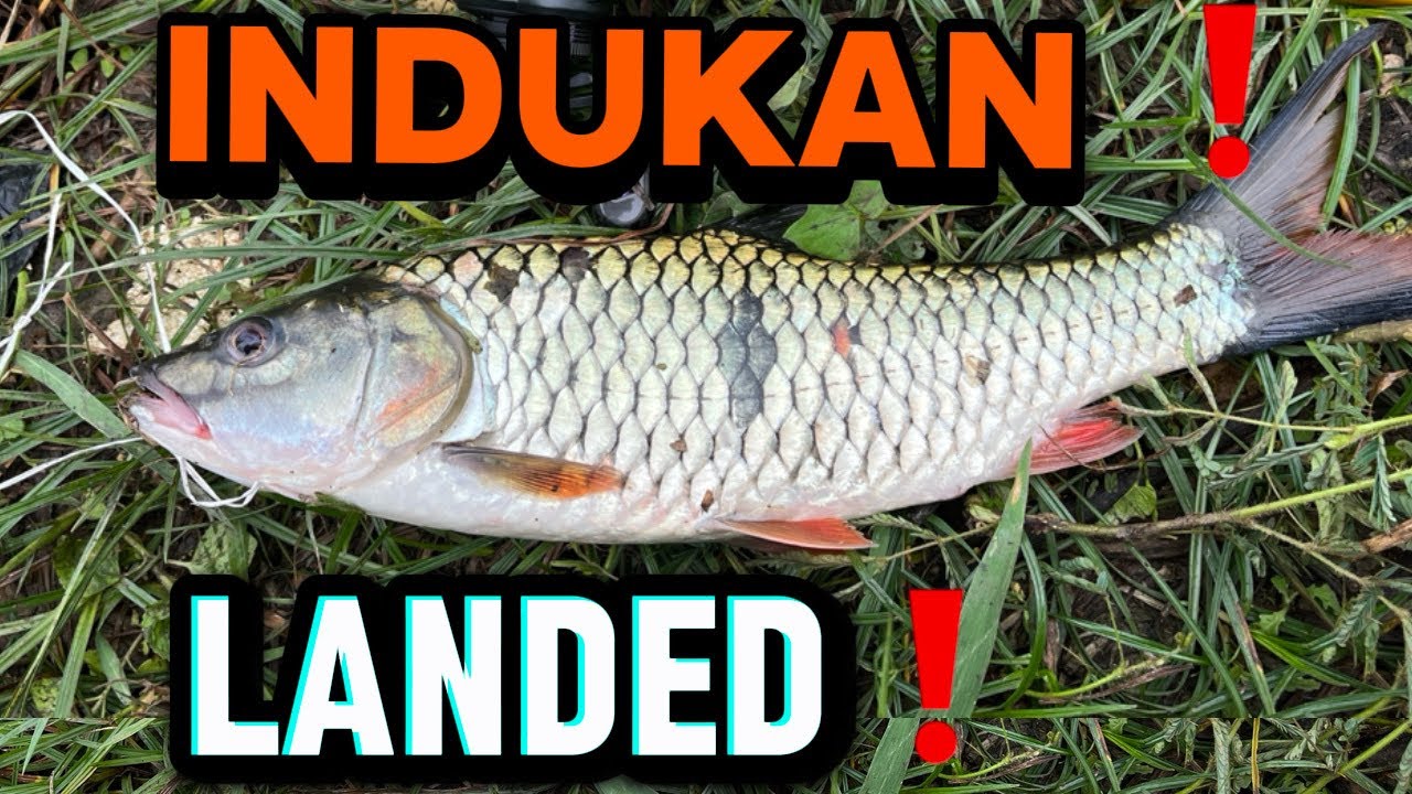 Kita datangin balik ‼️ | casting hampala saguling