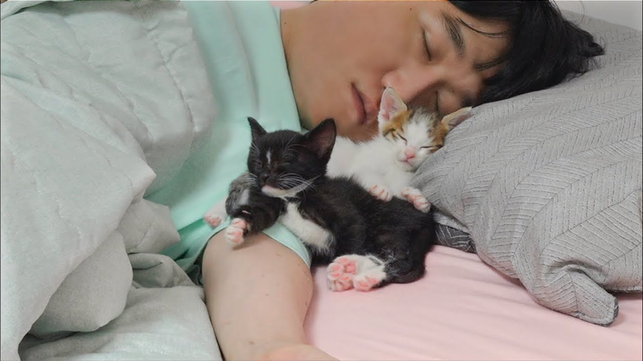 What Happens When Two Kittens Trust You 100%?