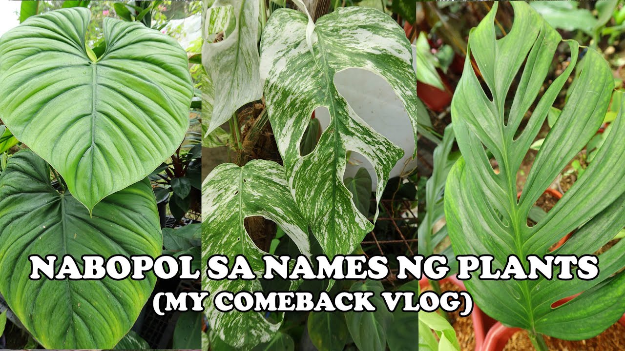 MY COMEBACK VLOG - NABOPOL SA NAMES NG PLANTS :)
