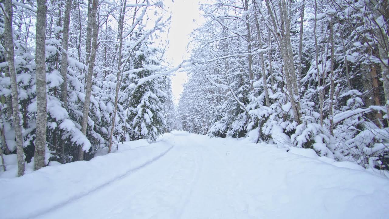 Light Snowstorm in the Forest ❄️ Winter Wind & Blowing Snow Sounds for Sleep and Relaxation (4K)