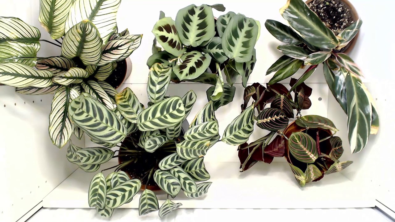 Marantaceae 11 hour timelapse