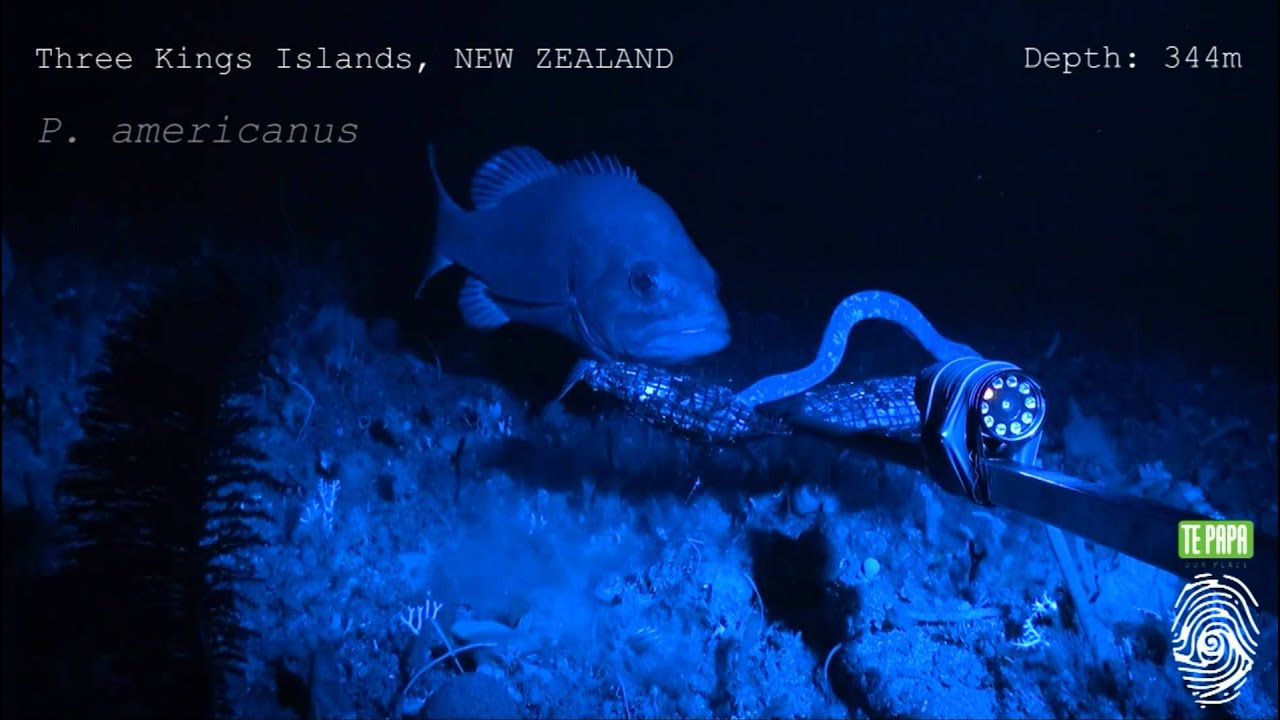 Hagfish predatory behaviour and slime defence mechanism