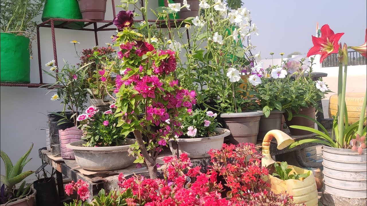 Winter flowering plant se March April Mai Tak flowering le sakte hain kaise