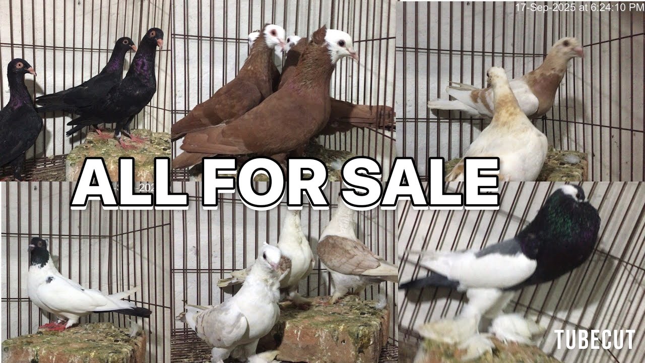 ALL FOR SALE KALLER SAYDEN CHOHA KHALSA SHAH G PEGION 03485987772 03099512892
