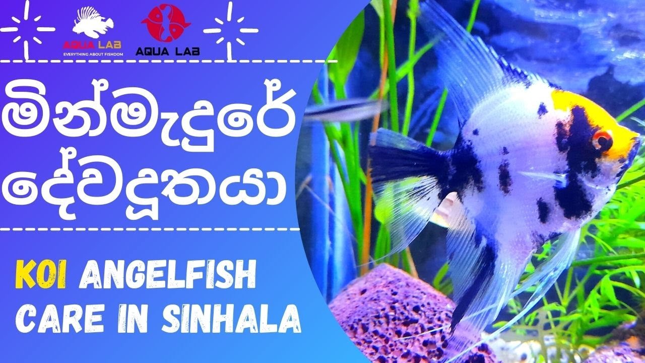 Koi Angelfish care In sinhala | සම්පූර්ණ විස්තරේ සිංහලෙන් දැනගන්න​ . (Everything)
