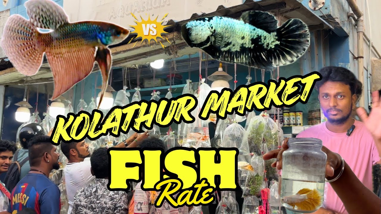 கலர்🌈மீன்🐠விலை💰Kolathur✅market #fish #மீன் #guppy #beta #guppyfish #தமிழ் #petscorner #price #market