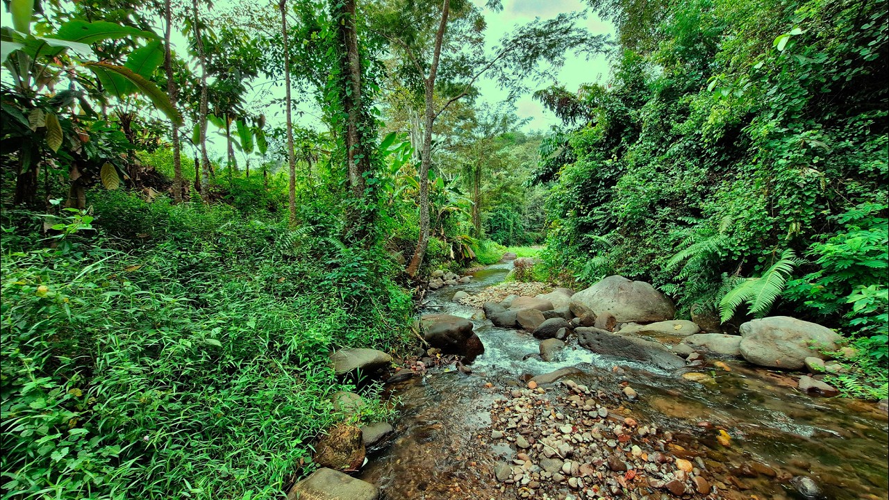 🌿Find Instant Calm and Deep Sleep with Mountain Stream Through Bamboo Grove