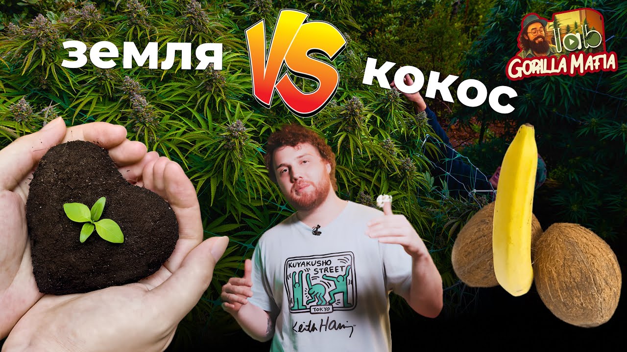 Земля vs кокос при выращивании марихуаны | Gorilla Mafia Grow shop